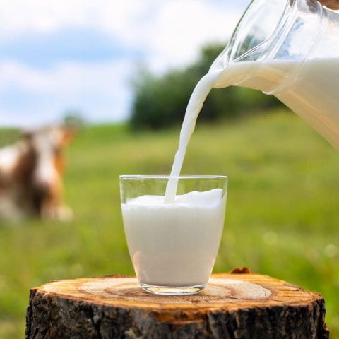 milk pouring into glass from jug on wooden stump with grazing cow on the meadow as background