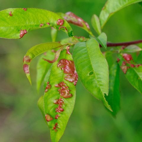 peach leaf with visible disease